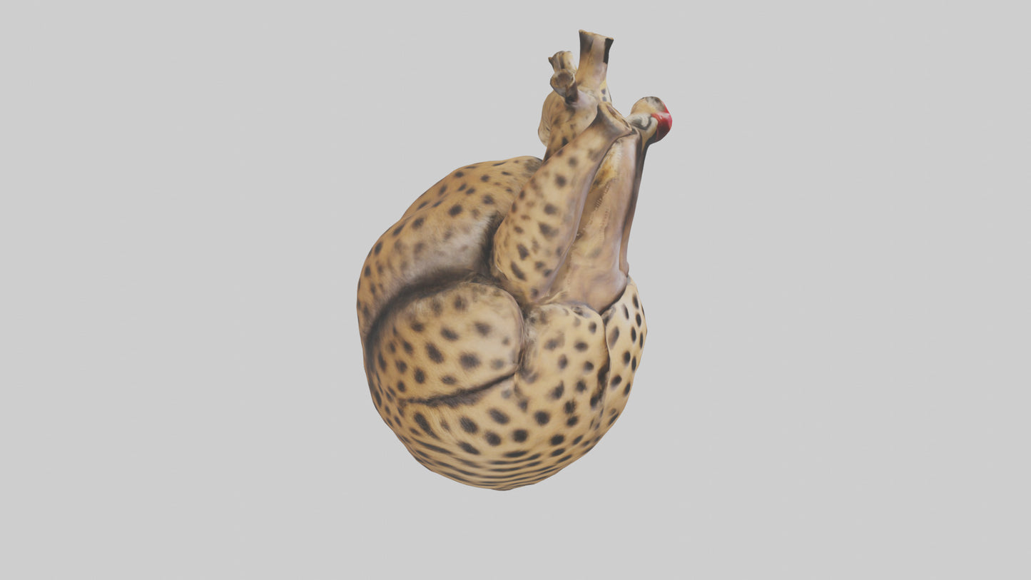 Cheetah Heart 3D model