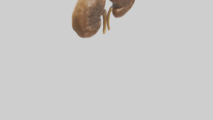 3D model Cheetah Kidneys VR / AR / low-poly
