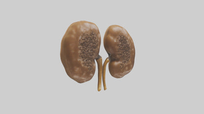 3D model Cheetah Kidneys VR / AR / low-poly