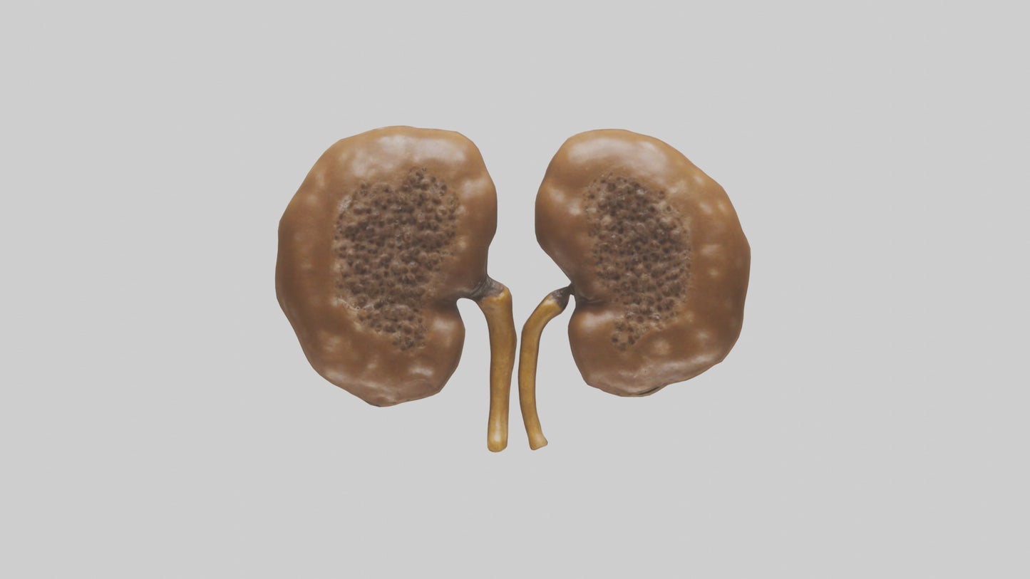 3D model Cheetah Kidneys VR / AR / low-poly