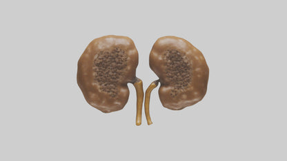 3D model Cheetah Kidneys VR / AR / low-poly