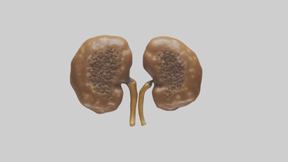 3D model Cheetah Kidneys VR / AR / low-poly