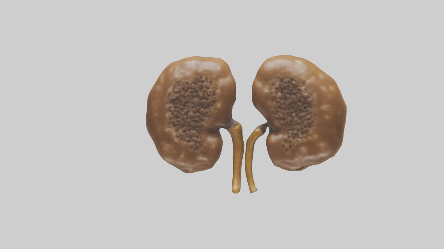3D model Cheetah Kidneys VR / AR / low-poly