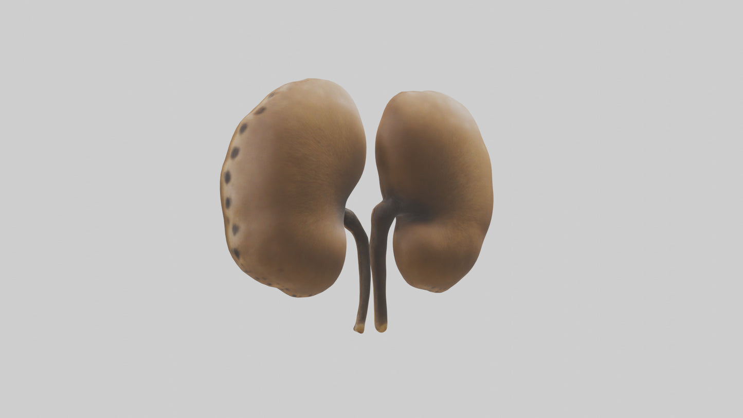 3D model Cheetah Kidneys VR / AR / low-poly