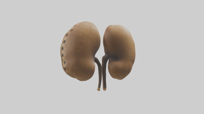 3D model Cheetah Kidneys VR / AR / low-poly