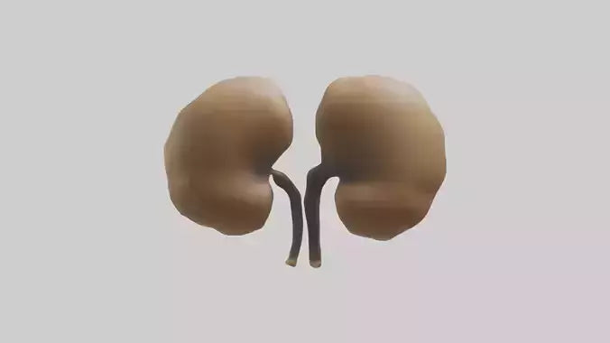3D model Cheetah Kidneys VR / AR / low-poly