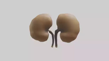 3D model Cheetah Kidneys VR / AR / low-poly