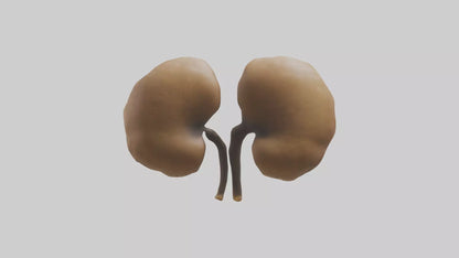 3D model Cheetah Kidneys VR / AR / low-poly