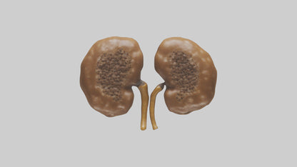 3D model Cheetah Kidneys VR / AR / low-poly