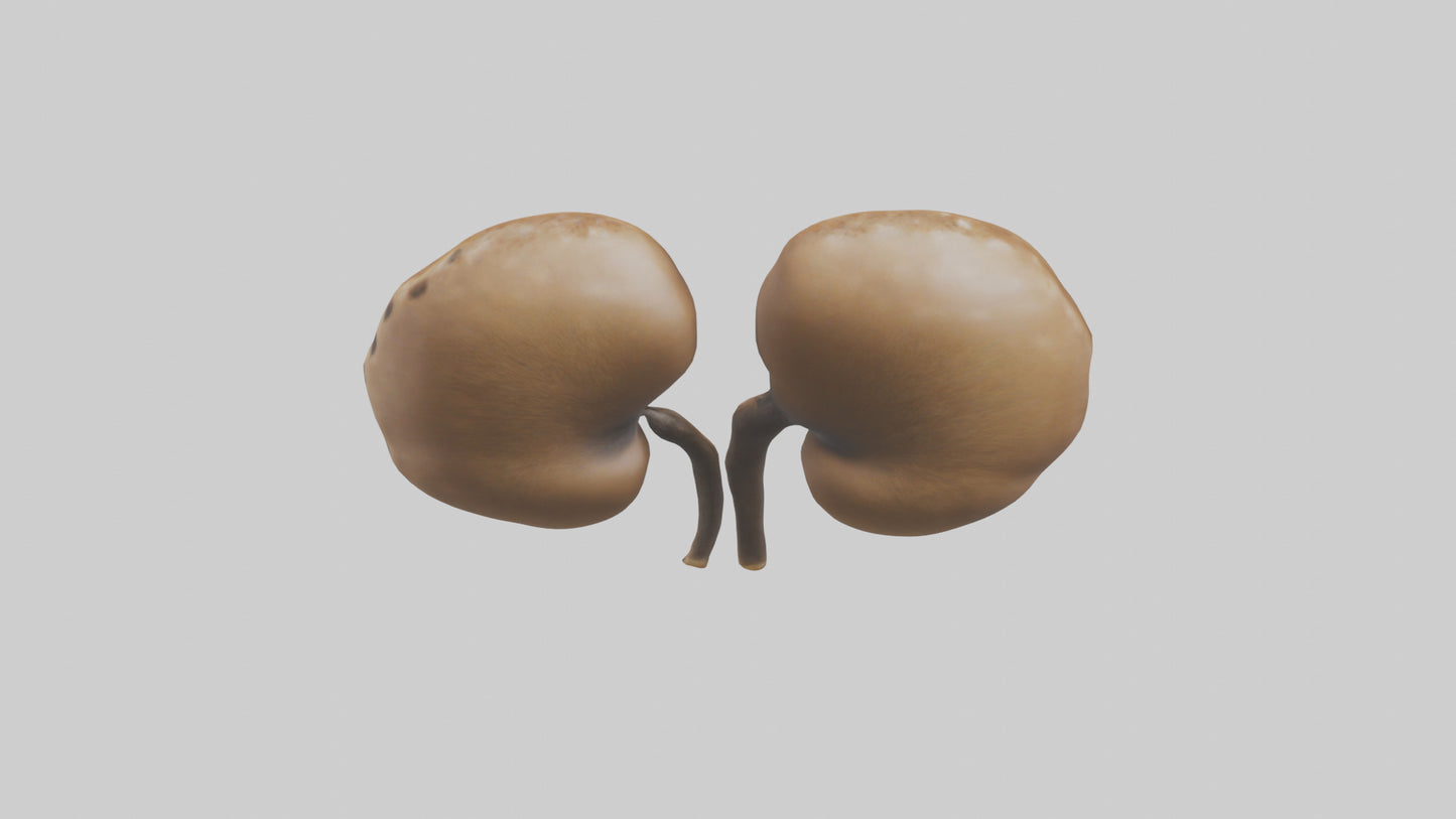 3D model Cheetah Kidneys VR / AR / low-poly