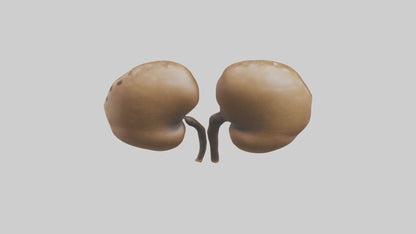 3D model Cheetah Kidneys VR / AR / low-poly