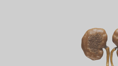 3D model Cheetah Kidneys VR / AR / low-poly