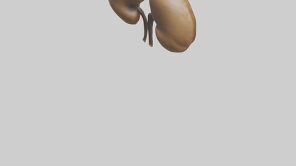 3D model Cheetah Kidneys VR / AR / low-poly