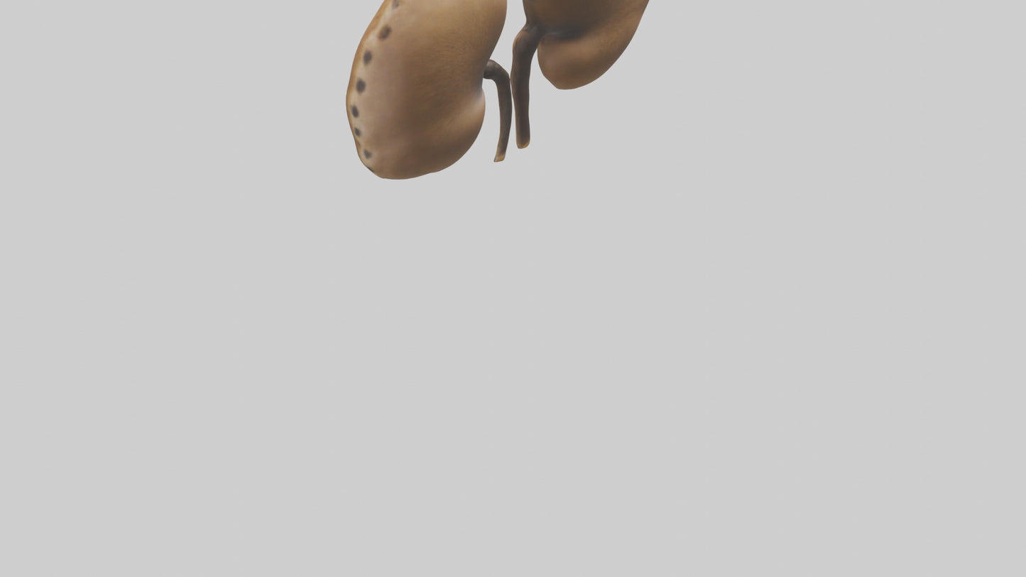 3D model Cheetah Kidneys VR / AR / low-poly