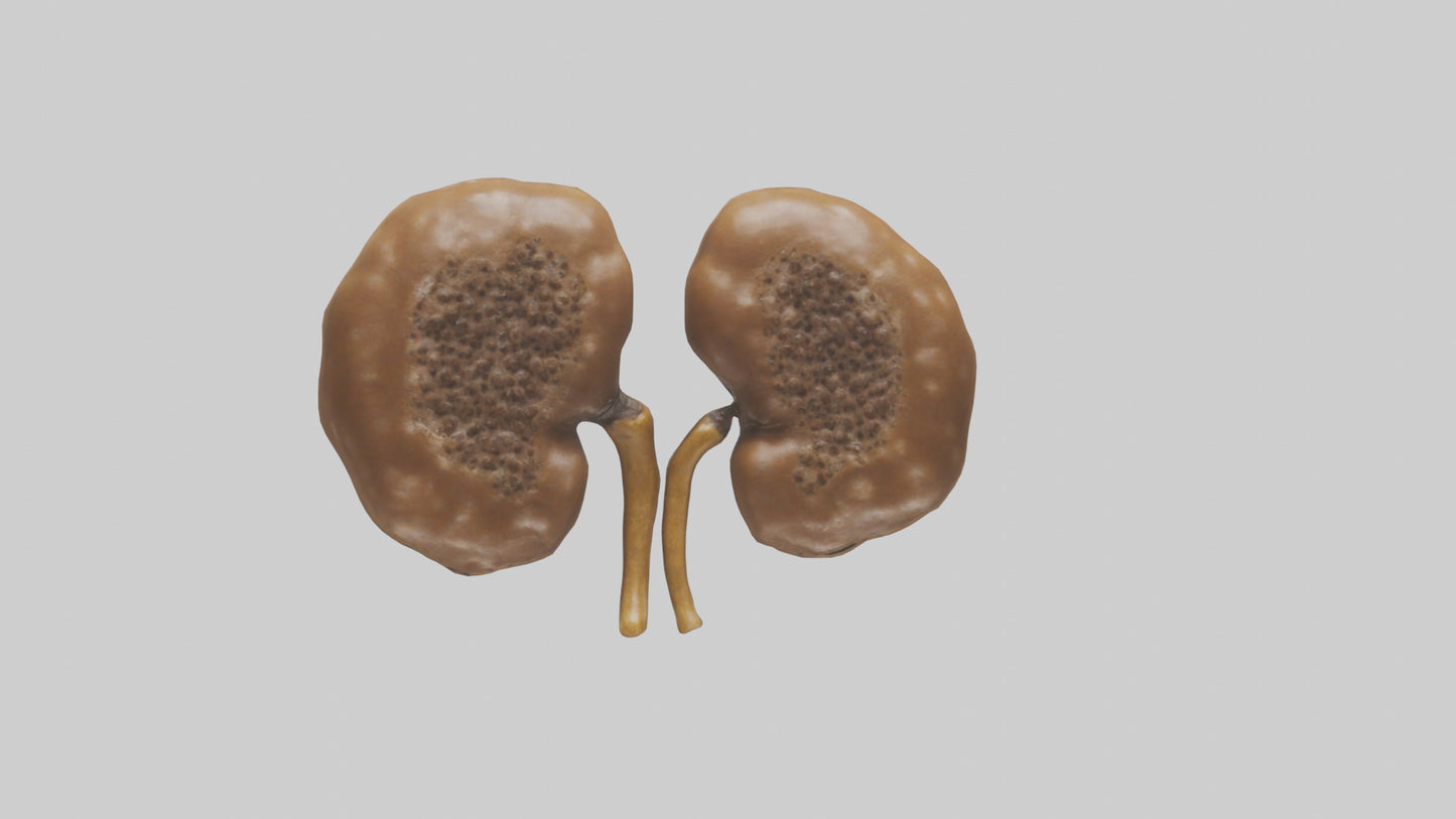 3D model Cheetah Kidneys VR / AR / low-poly