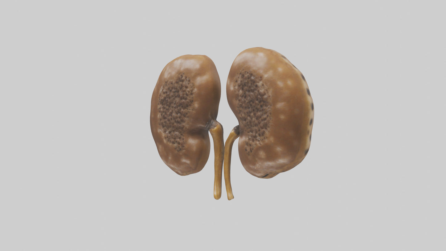 3D model Cheetah Kidneys VR / AR / low-poly
