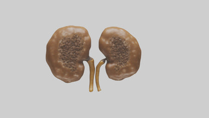 3D model Cheetah Kidneys VR / AR / low-poly