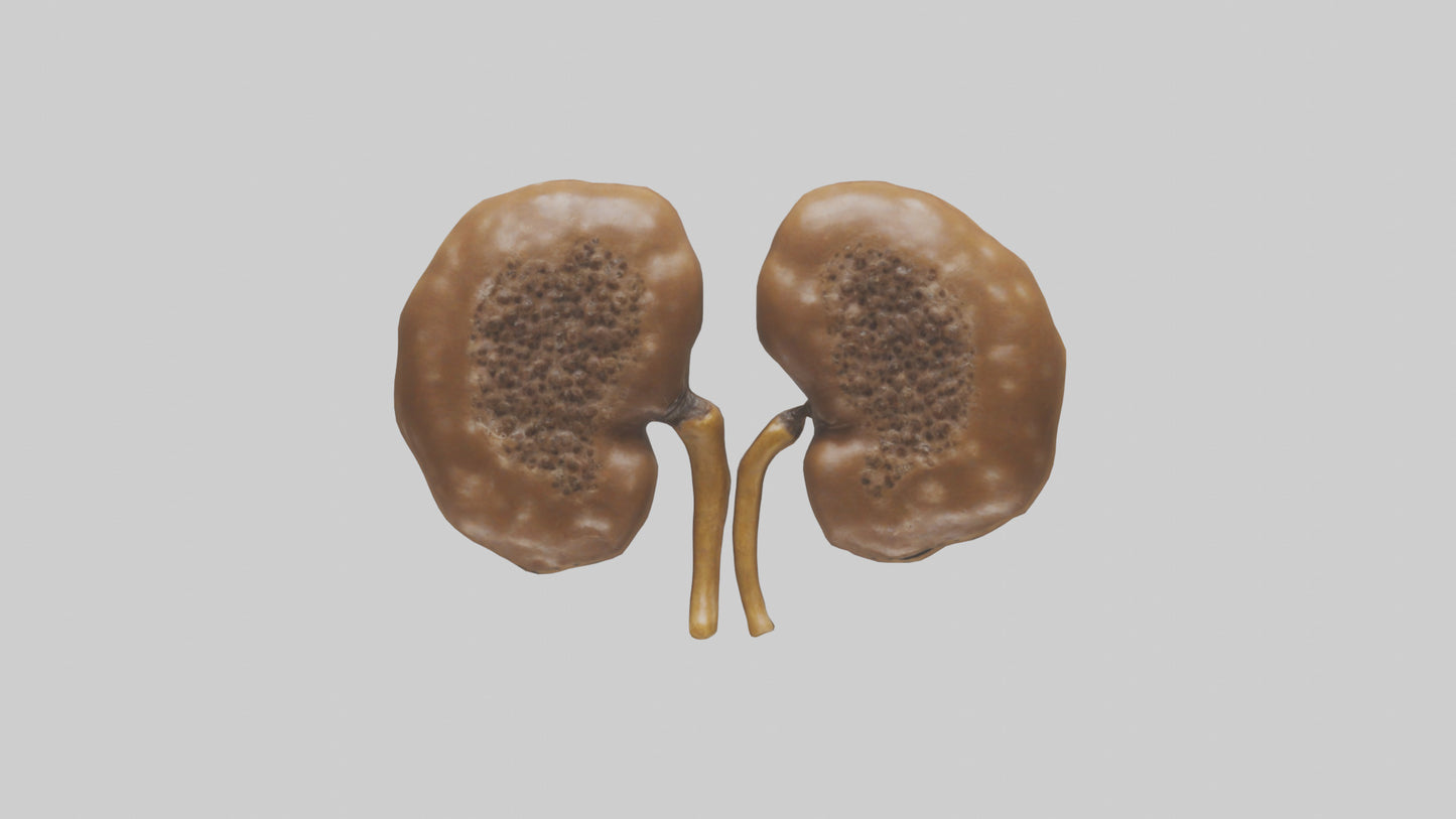 3D model Cheetah Kidneys VR / AR / low-poly