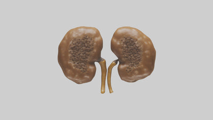 3D model Cheetah Kidneys VR / AR / low-poly
