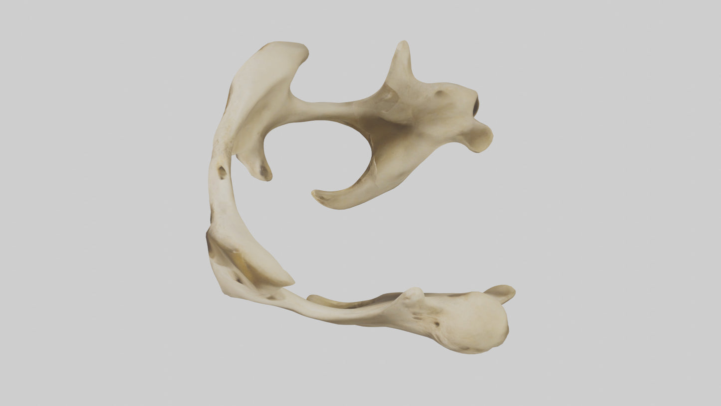 3D model Cheetah Pelvis VR / AR / low-poly