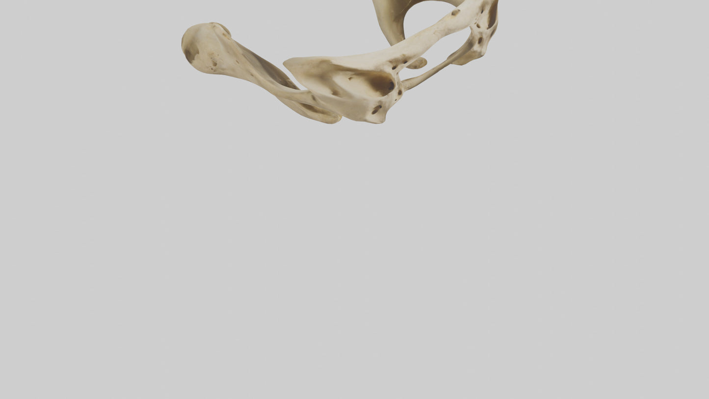 3D model Cheetah Pelvis VR / AR / low-poly