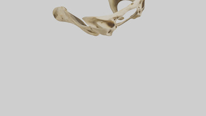 3D model Cheetah Pelvis VR / AR / low-poly