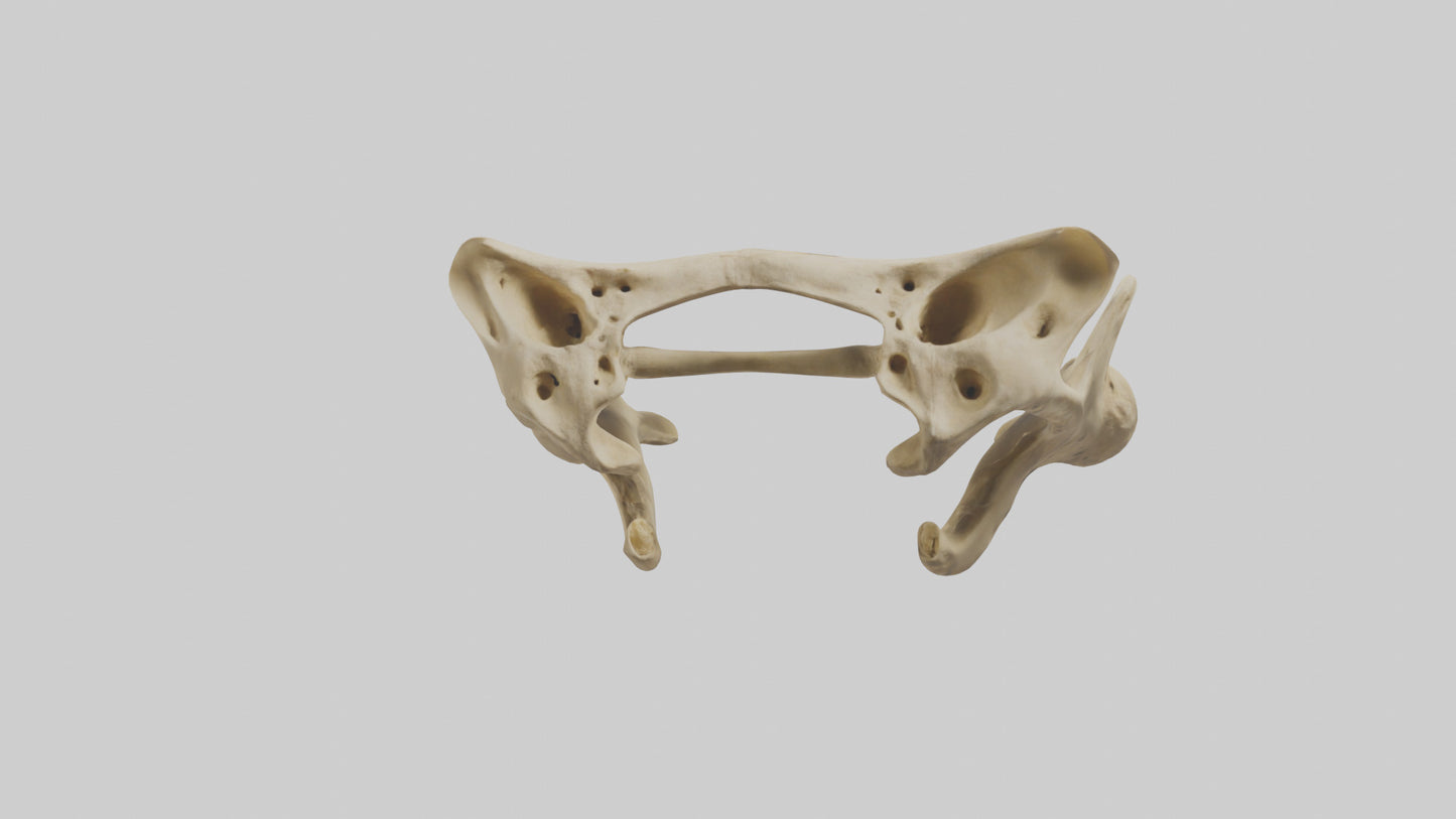3D model Cheetah Pelvis VR / AR / low-poly