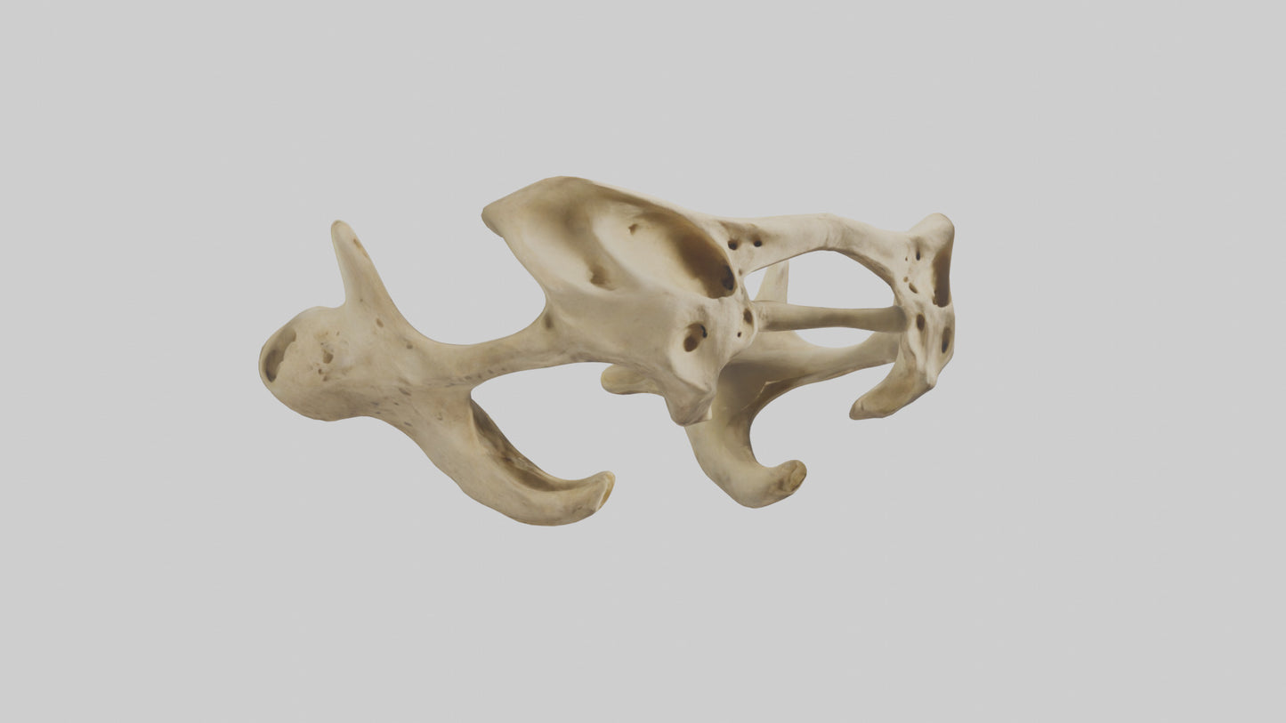 3D model Cheetah Pelvis VR / AR / low-poly