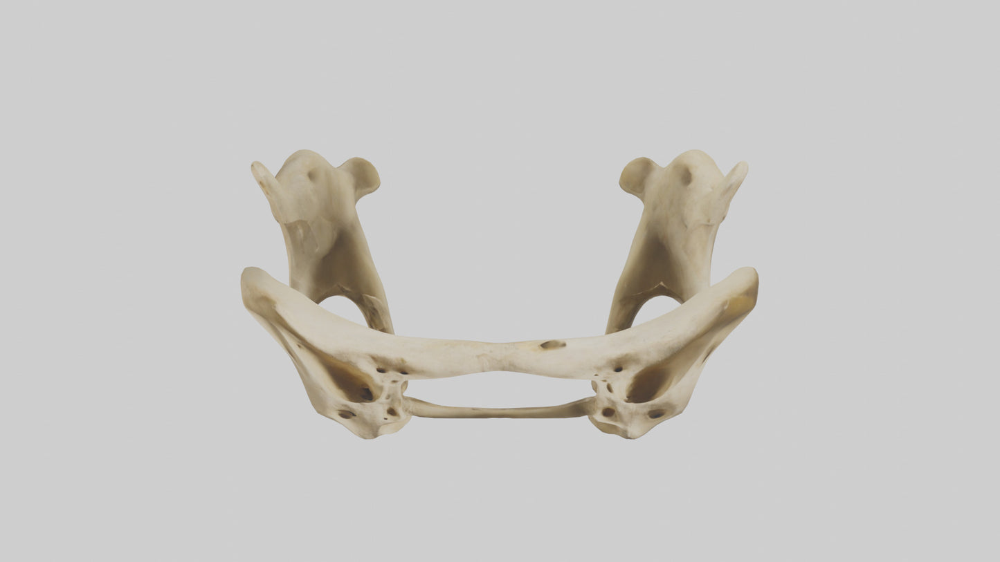 3D model Cheetah Pelvis VR / AR / low-poly