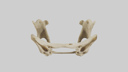 3D model Cheetah Pelvis VR / AR / low-poly