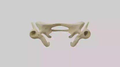 3D model Cheetah Pelvis VR / AR / low-poly