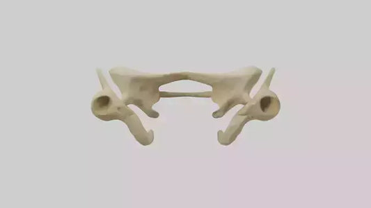 3D model Cheetah Pelvis VR / AR / low-poly