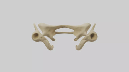 3D model Cheetah Pelvis VR / AR / low-poly