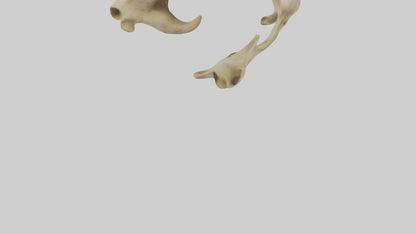 3D model Cheetah Pelvis VR / AR / low-poly