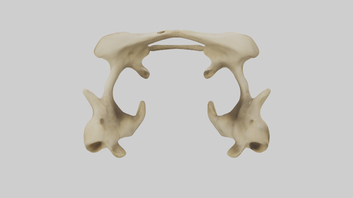 3D model Cheetah Pelvis VR / AR / low-poly