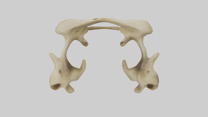 3D model Cheetah Pelvis VR / AR / low-poly