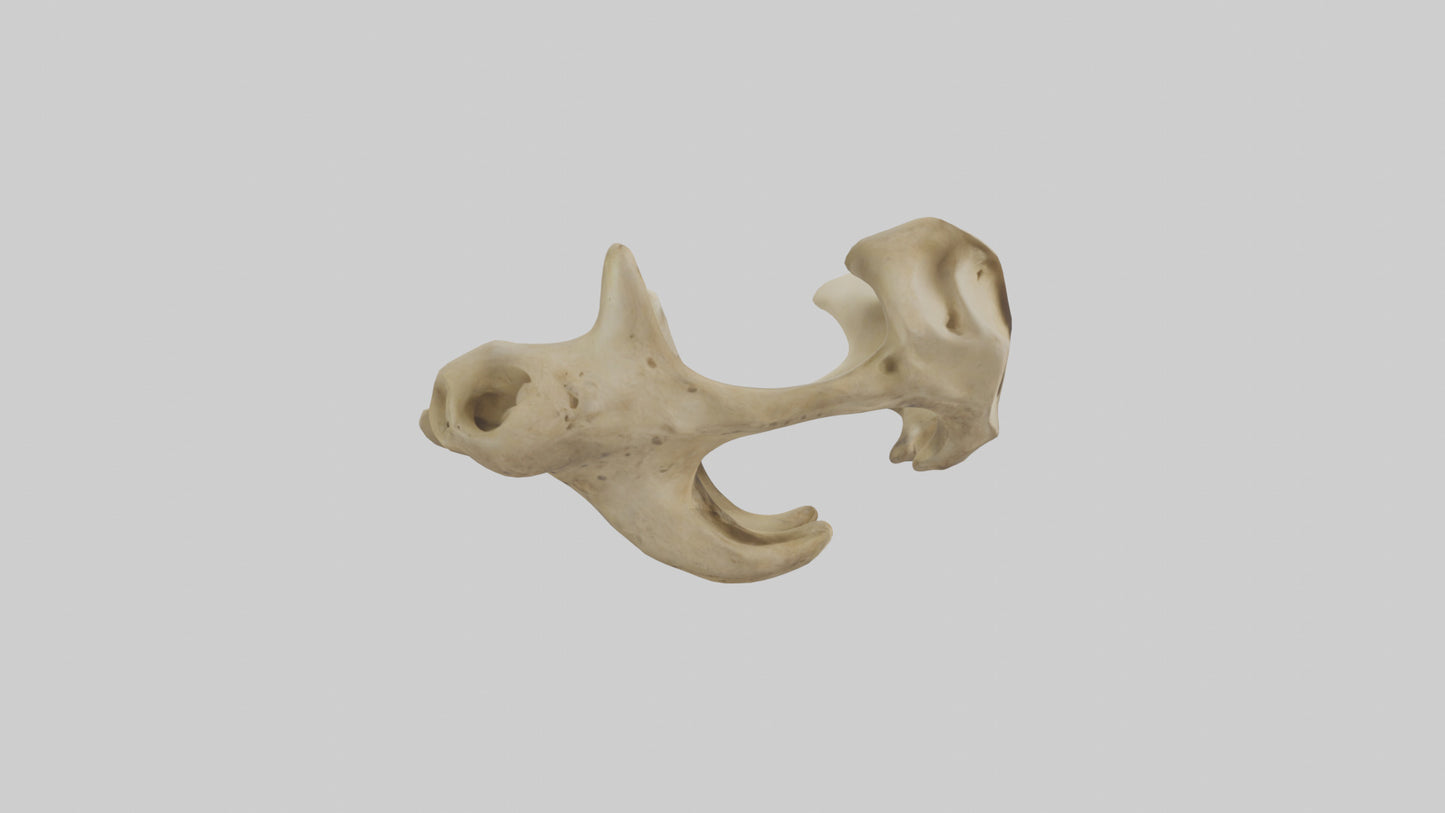 3D model Cheetah Pelvis VR / AR / low-poly