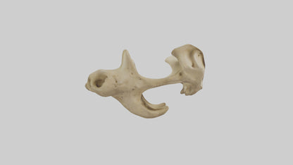3D model Cheetah Pelvis VR / AR / low-poly