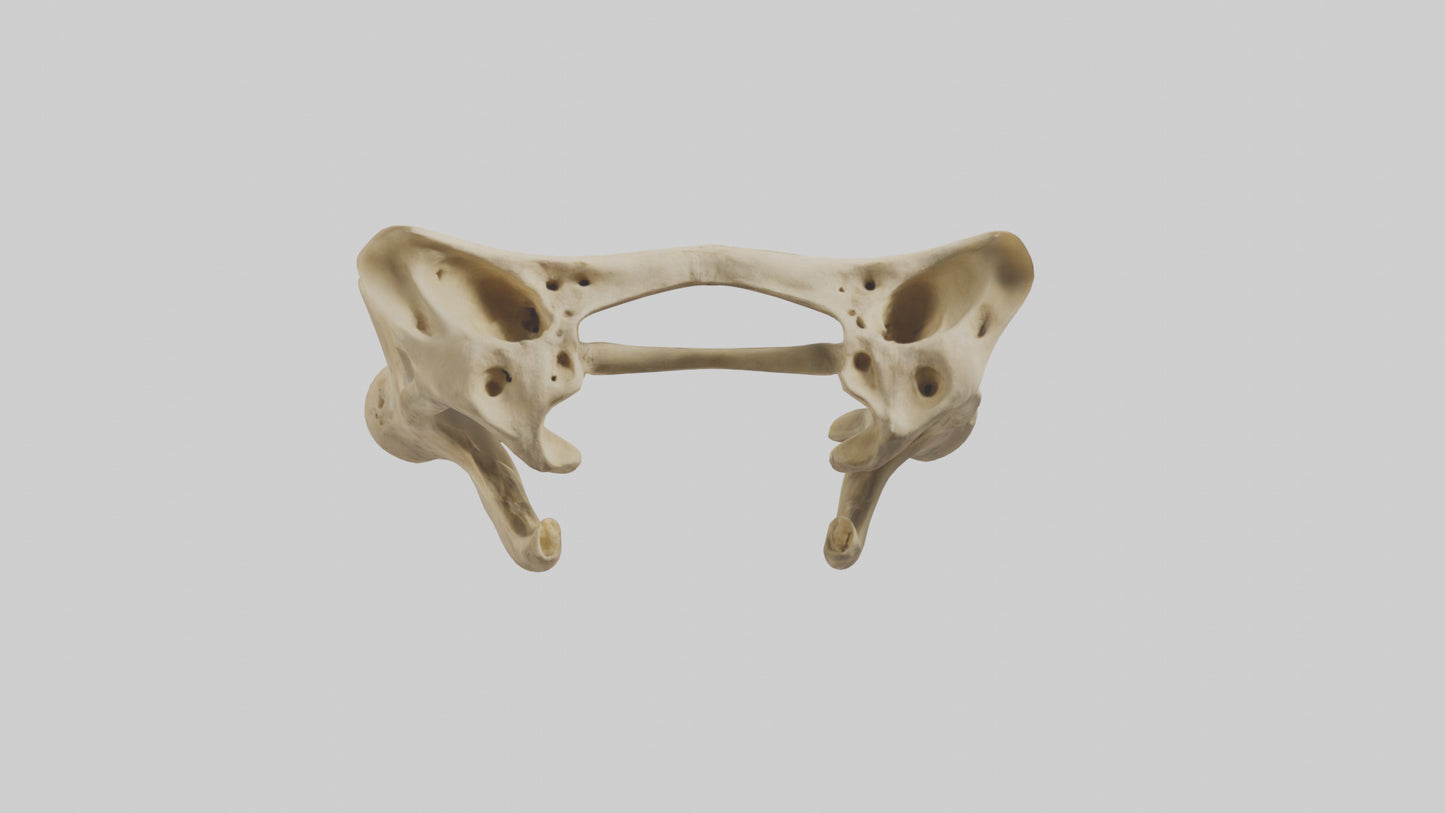 3D model Cheetah Pelvis VR / AR / low-poly