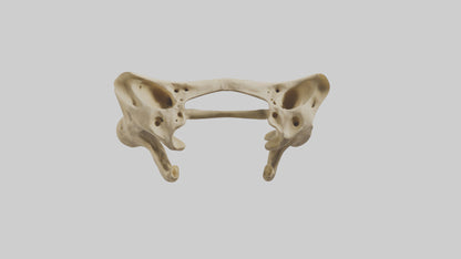 3D model Cheetah Pelvis VR / AR / low-poly