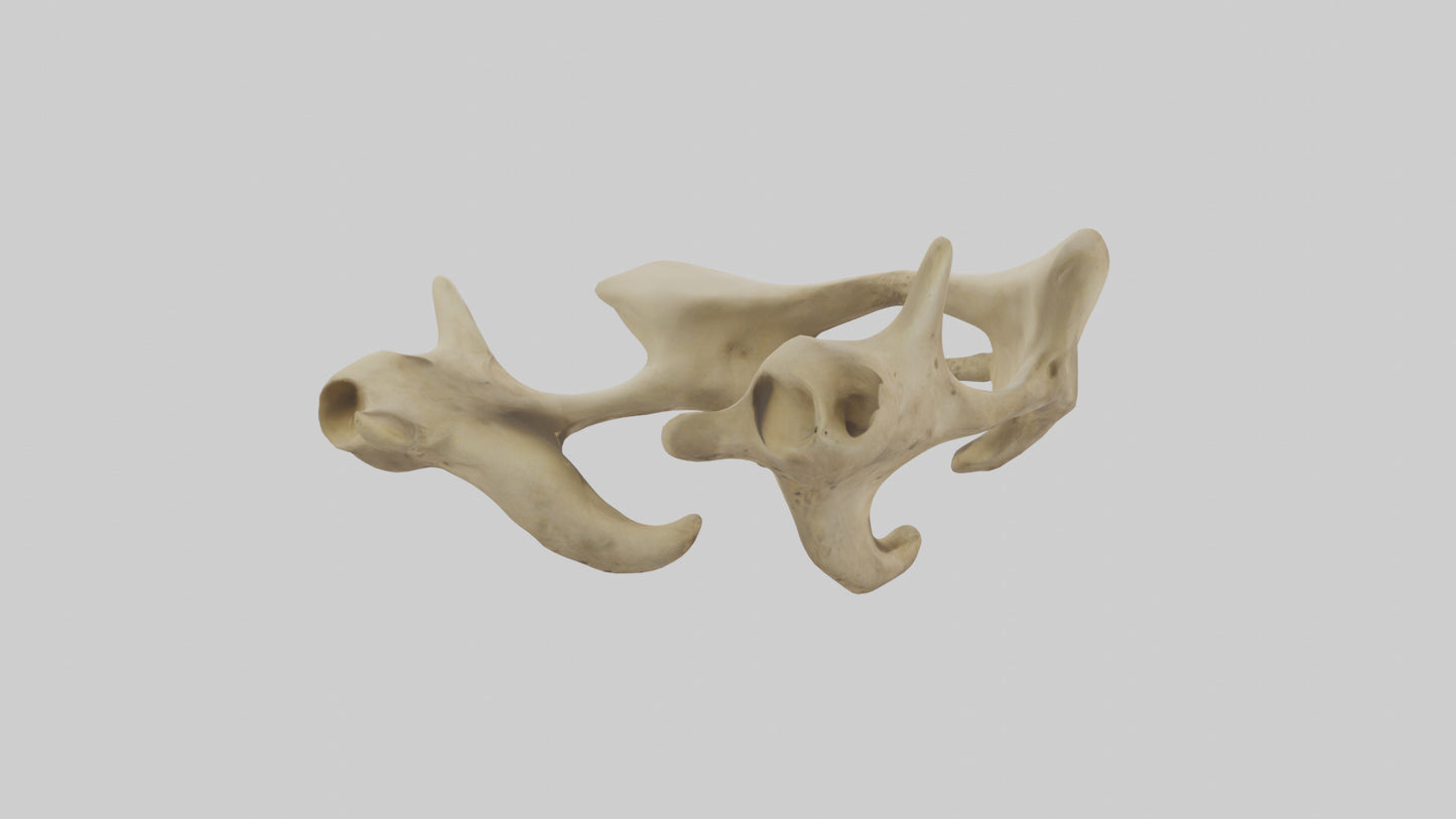 3D model Cheetah Pelvis VR / AR / low-poly