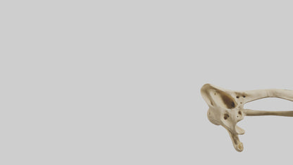 3D model Cheetah Pelvis VR / AR / low-poly