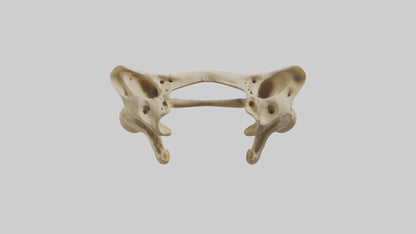 3D model Cheetah Pelvis VR / AR / low-poly