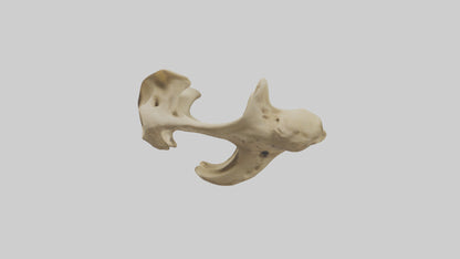 3D model Cheetah Pelvis VR / AR / low-poly