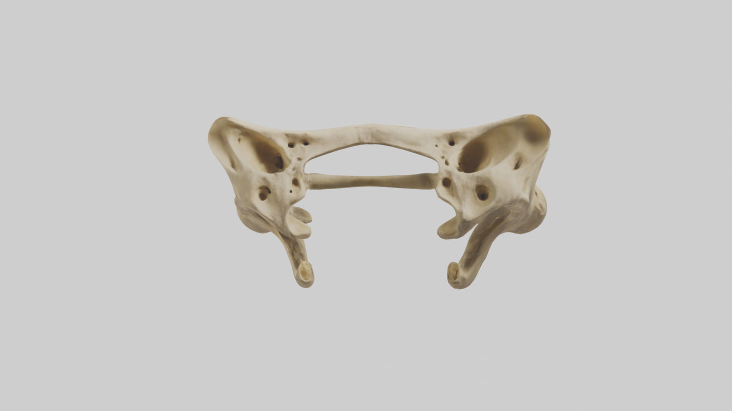3D model Cheetah Pelvis VR / AR / low-poly