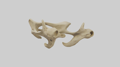 3D model Cheetah Pelvis VR / AR / low-poly