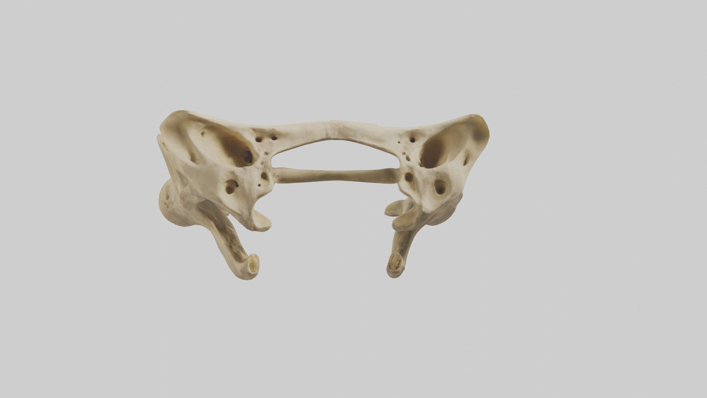 3D model Cheetah Pelvis VR / AR / low-poly