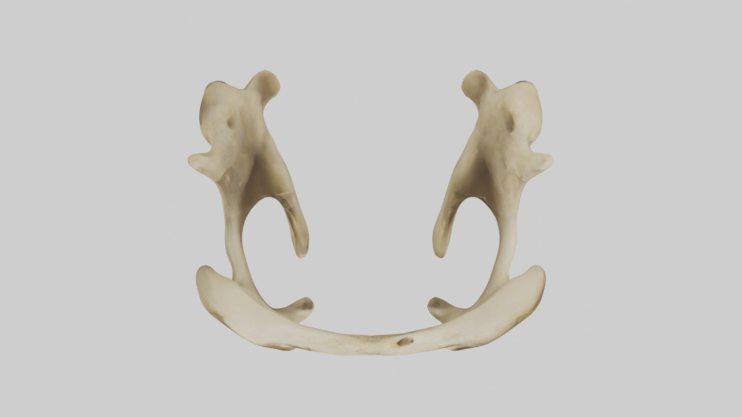 3D model Cheetah Pelvis VR / AR / low-poly