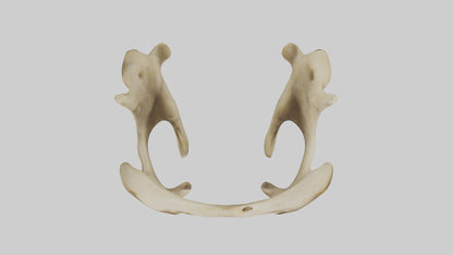 3D model Cheetah Pelvis VR / AR / low-poly