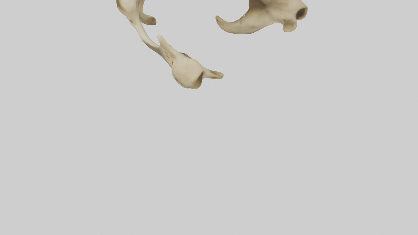 3D model Cheetah Pelvis VR / AR / low-poly